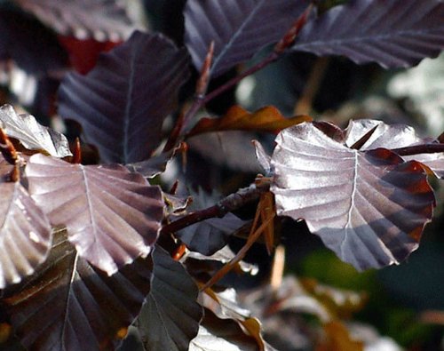 Fagus sylvatica 'Purpurea' x 3 Bare Root Hedging
