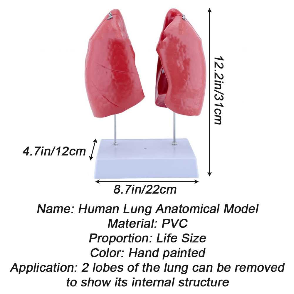 Nasal Cavity Throat Lung Model 3D PVC Medical Teaching Tool Human ...