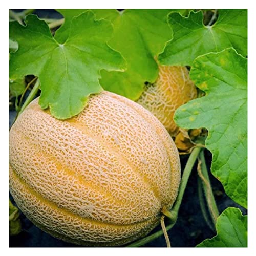 Sementes de Melão Cantaloupe [Hales Best Jumbo] FELTRIN