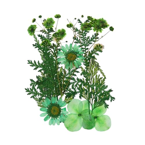 Flores secas prensadas para manualidades verdes miniatura 1