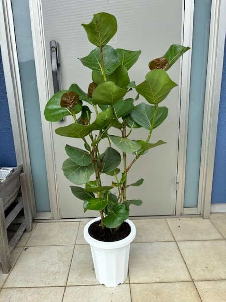 Amazon｜＜現品＞丸っぽい葉っぱが可愛いシーグレープ／115cm（8