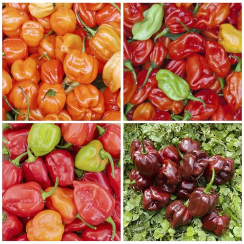 145+ Mix Habanero Pepper Seeds for Planting Heirloom Hot Habanero Peppers Plant Seeds for Home Garden Vegetables