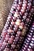 Amethyst Dream Purple Glass Gem Cherokee Indian Corn Heirloom Premium Seed Packet + More