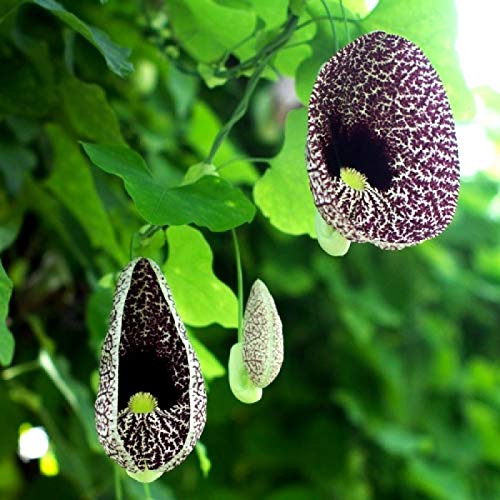 bonobithi-aristolochia-grandiflora-duck-flower-plant