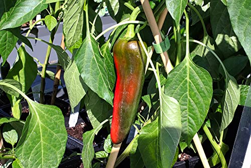 Anaheim Chili Pepper Plant Seeds For Planting, 100+ Heirloom Seeds Per Packet, (Isla's Garden Seeds), Non Gmo Seeds, 90% Germination Rates, Botanical Name: Capsicum Annuum, Great Home Garden Gift #TOP2