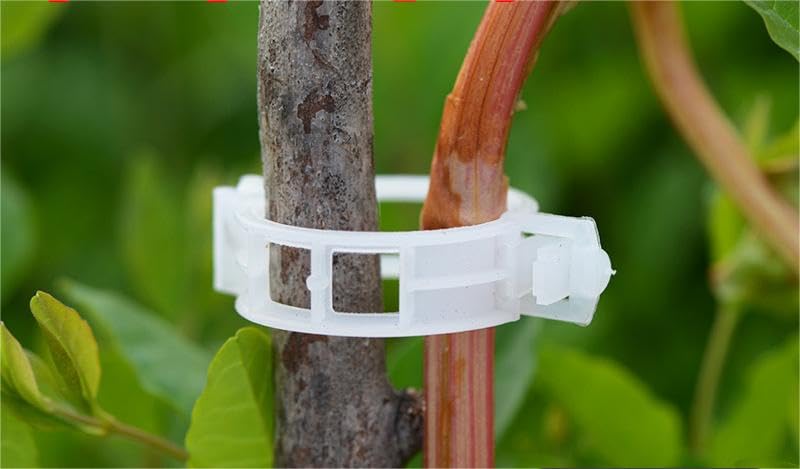100 clip per piante rampicanti, clip per pomodori, clip per piante, clip per fissaggio pomodori (2 misure) | Leroy Merlin