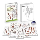 筋肉をイメージでおぼえられ効率的に勉強できる！ からだの白地図＜筋肉編＞