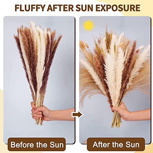 Pampas Grass Large 80 Pcs Dried Pampas Grass Decor Flores miniatura 4