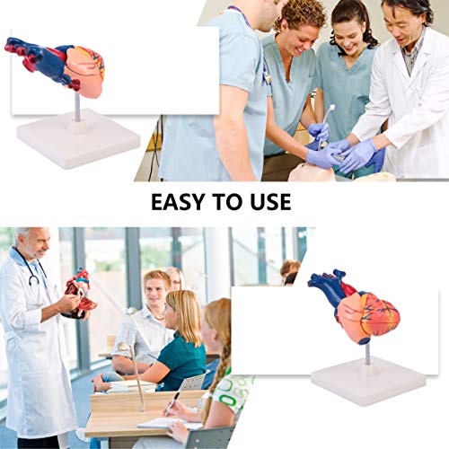 ULTECHNOVO 1: 1 Modelo AnatÃ´mico de CoraÃ§Ã£o Humano de PlÃ¡stico Preciso CoraÃ§Ã£o Estatueta de Me