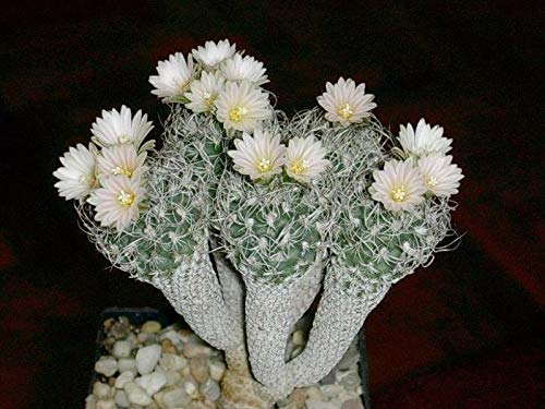 ツルビニカルプス　種子２５種類セット　各１０粒ずつ Amazon.co.jp: 【種子】 Turbinicarpus krainzianus var. Minimus
