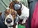 Mutt Muffs DDR337 Hearing Protection for Dogs, Black, Small