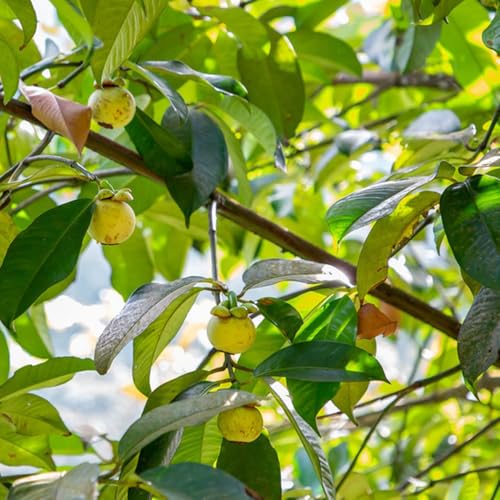 Mangostan Semillas Marca Generic