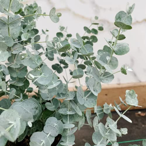 Live Baby Blue Eucalyptus Potted Plant For Planting, 4 Inches In Tall #TOP2