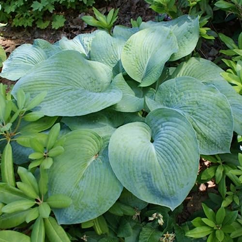 CHUXAY GARDEN Hosta Sieboldiana 'Elegans' Evergreen Perennial Plant Seeds Great Ornamental Features 10 Seeds
CHUXAY GARDEN Hosta Sieboldiana 'Elegans' Evergreen Perennial Herb Plant 10 Seeds Excellent Ornamental Value
CHUXAY GARDEN Hosta Sieboldiana