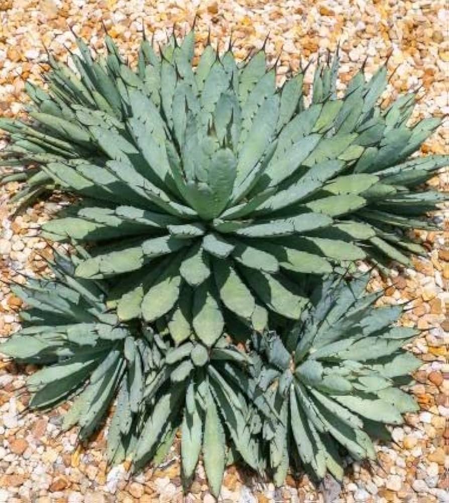 Amazon｜【種子】Agave Macroacantha◇アガベ・マクロカンサ