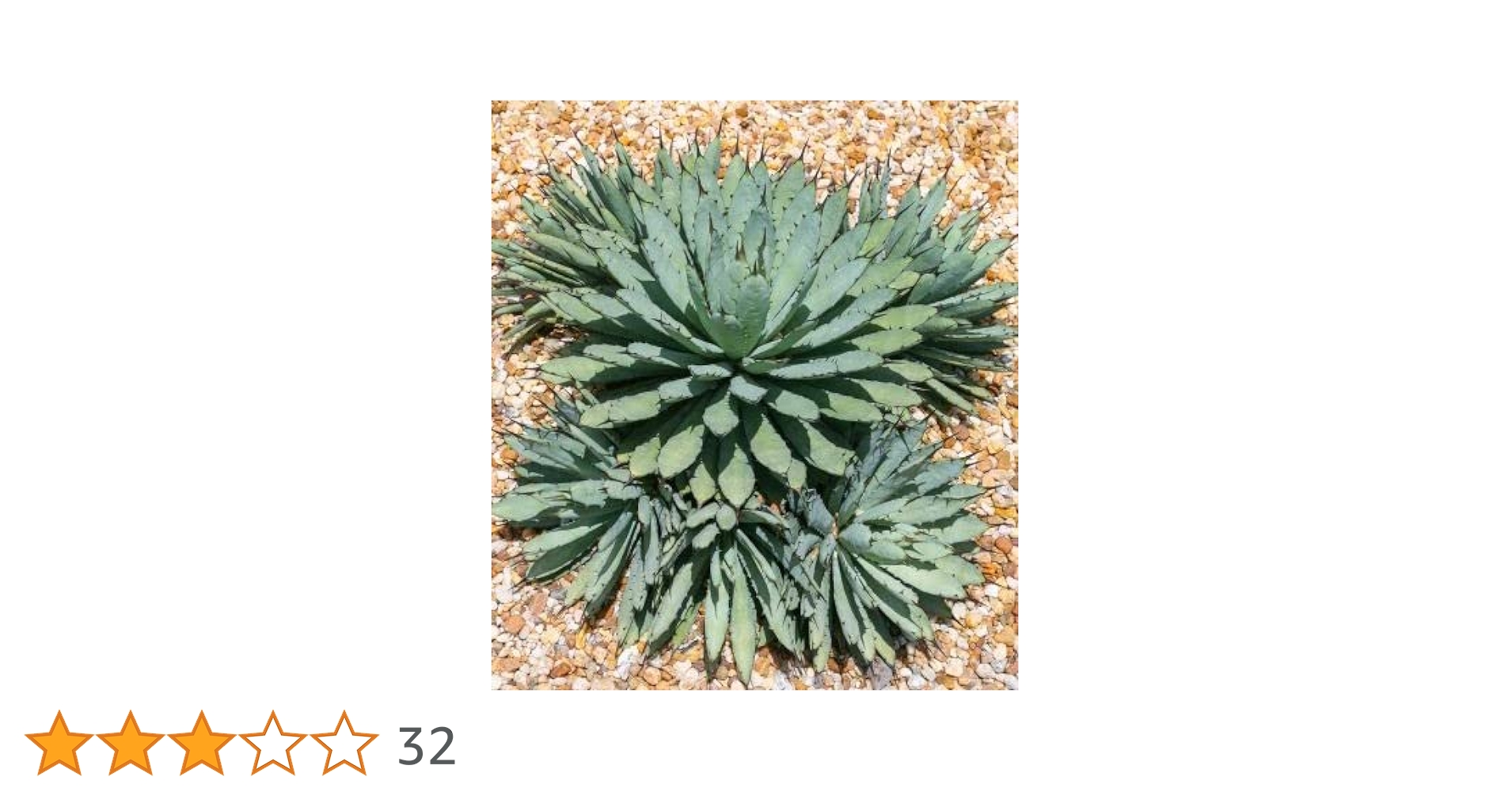 Amazon｜【種子】Agave Macroacantha◇アガベ・マクロカンサ◎サボテン