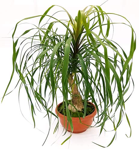 powers to flowers - beaucarnea recurvata, mangiafumo, altezza 45cm, pianta vera