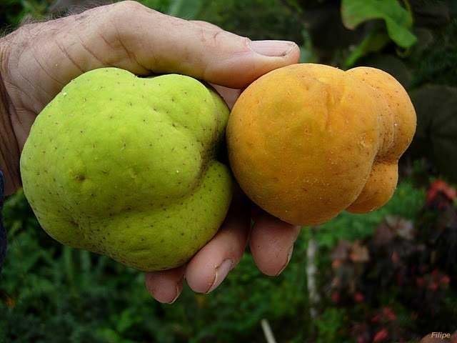 Golden Bloom Original Deshi Artocarpus Lacucha/Monkey Jack Fruit & Fruit Plant For Home Gardens - Height 2 FT-image-7