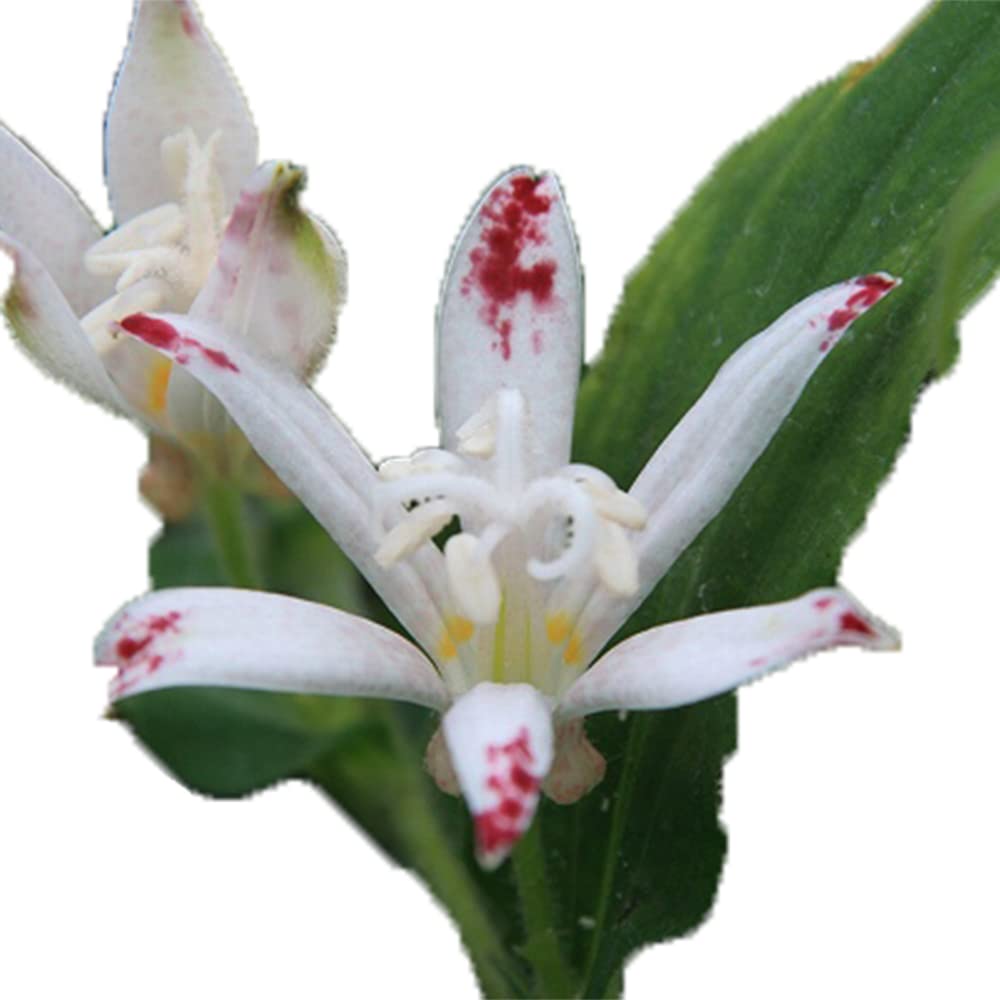 山野草　ホトトギス　妖精の2苗！ Amazon | [ 山野草苗 ] ホトトギス「妖精」 | 花