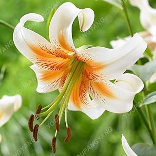 Sky Blue : 100 Pcs Bonsai Lily Seeds Indoor Perennial Plants Lily Flower Seed Pure White Home Garden Flower Sementes Plants Sky Blue: Only Seeds