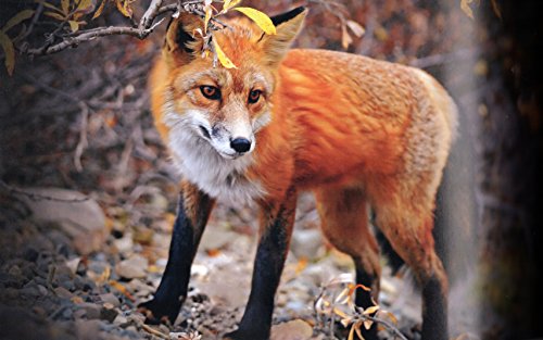 Alaska (Dr 1st): A Visual Tour of America's Gre... 1426213409 Book Cover