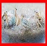 20+ Live Small Marine White-Legged Hermit Crabs...