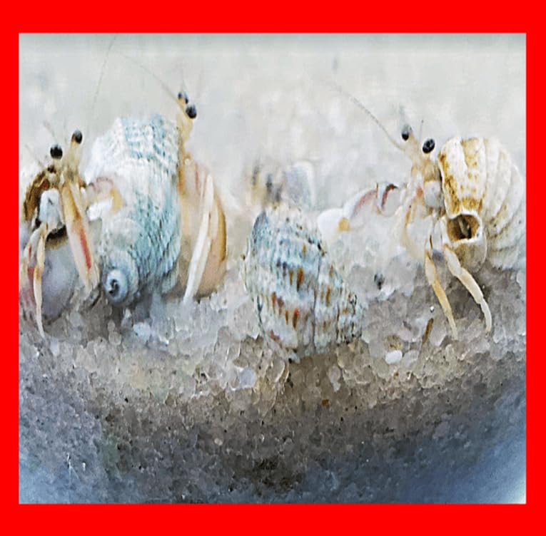 20+ Live Small White-Legged Hermit Crabs