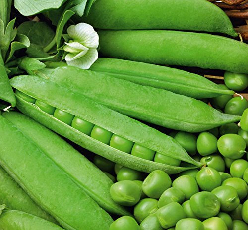 Agrey Green Peas Vegetable Seeds (Green, Pack of 30 Seeds) (B0CZ98FTH7) Amazon Price History, Amazon Price Tracker