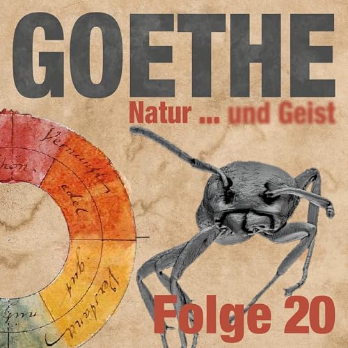 Goethes Ameise in Goethes Bernstein, 40 Mio. Jahre alt