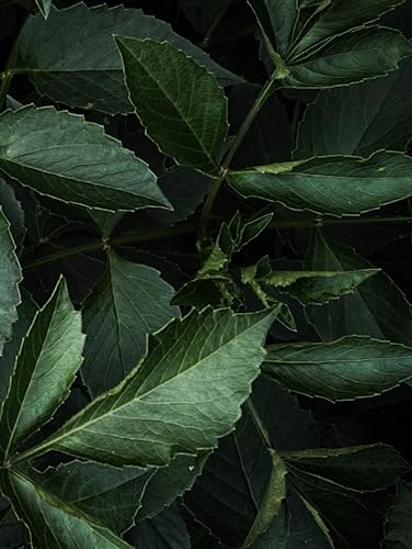 Daily Planner with no dates: A4 size. 202 Pages