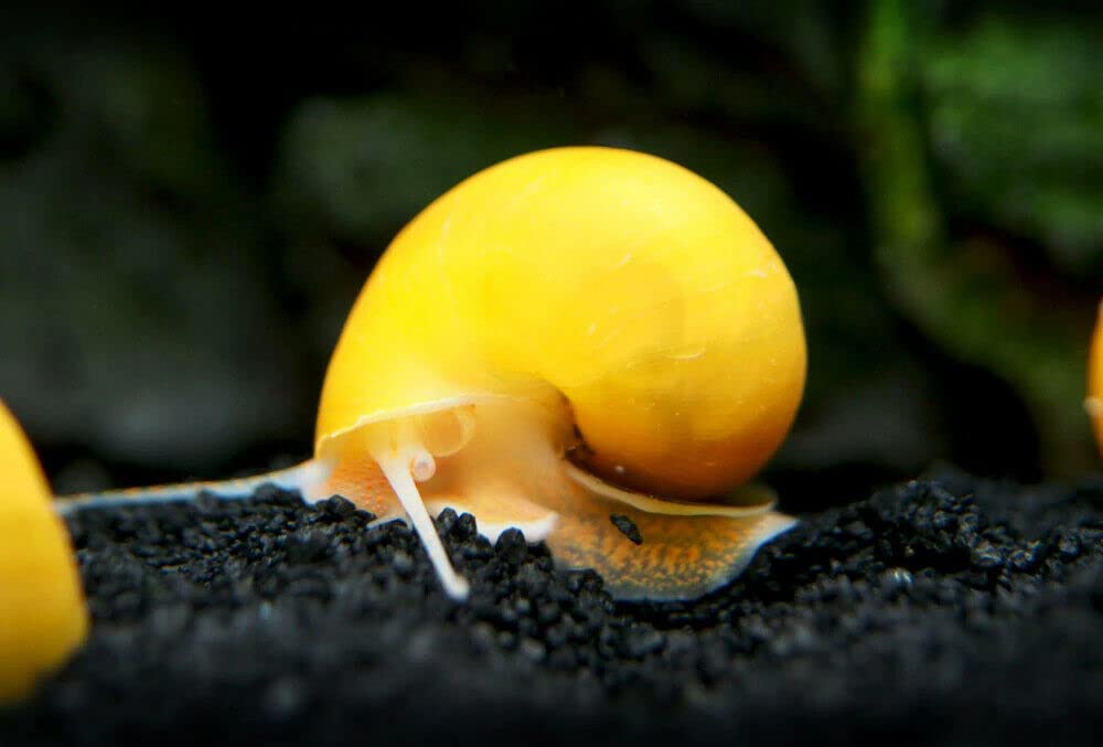 CU AQUATICS Gold Mystery Snail Algae Eater Apple Snail Aquarium Tank Live Snail Fish