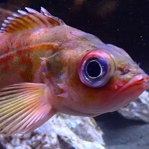 『Facts: The Splitnose Rockfish』のカバーアート