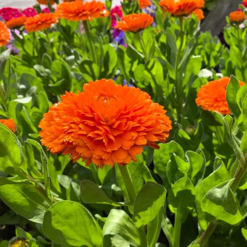 semi di calendula, giardino biologici decorativi 1000pcs