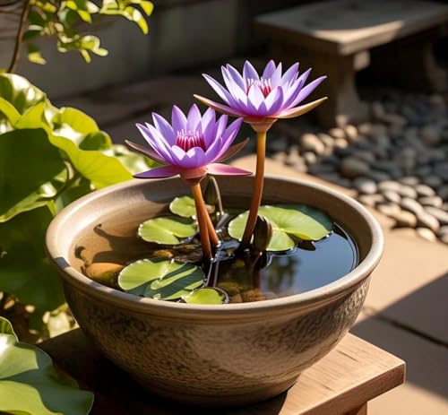 Image of BlimBurn Bowl Lotus Flower Seeds Mix - 50 Seeds Pack, Easy Care, Indoor /Outdoor Growing, Unique Hybrid Varieties