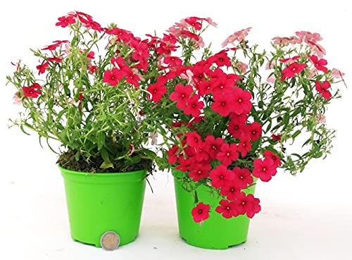 POWERS TO FLOWERS - PHLOX RIFIORENTE TAPEZZANTE ROSSO, VASO 13CM, 2 PIANTE, piante vere