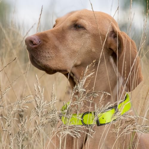 Image of Dogline Biothane Waterproof Dog Collar Strong Coated Nylon Webbing with Black Hardware Odor- Proof for Easy Care Easy to Clean High Performance Fits Small Medium or Large Dogs, Safety Yellow