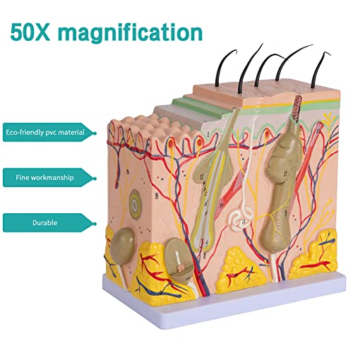 Image of Skin Anatomy Model - Skin Diagram Model Human Anatomy Skin Model Skin Structure 50X Magnification Model with Hair