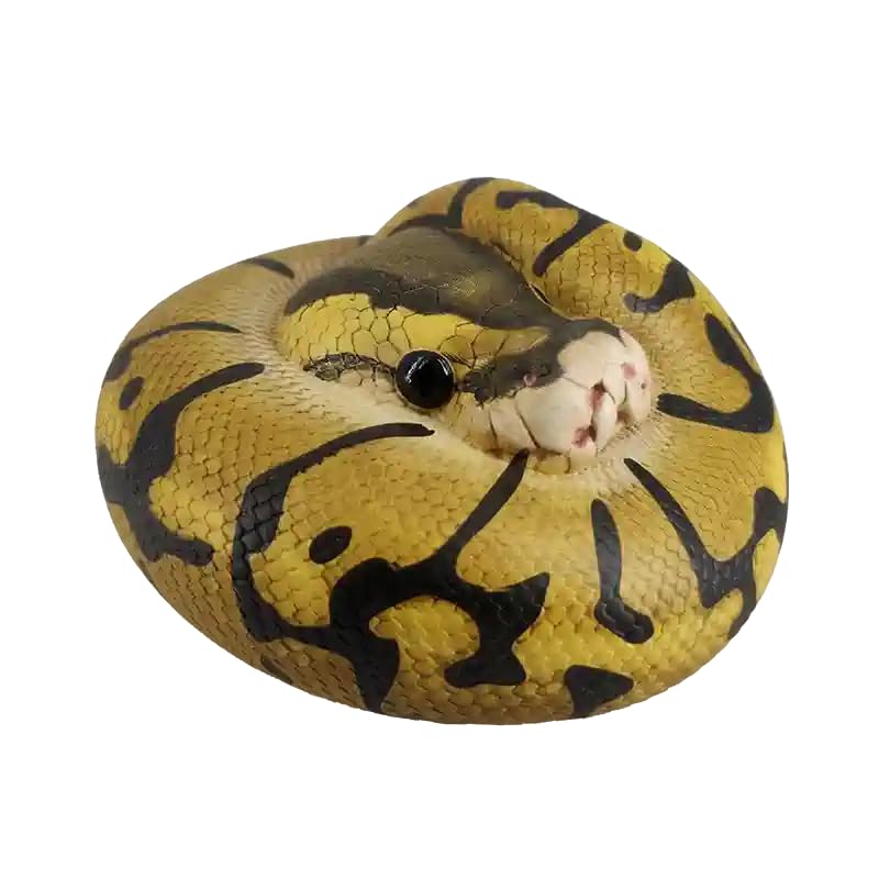 Amazon.co.jp: 【動物の惑星】ボールパイソン（エンチ）フィギュア完成