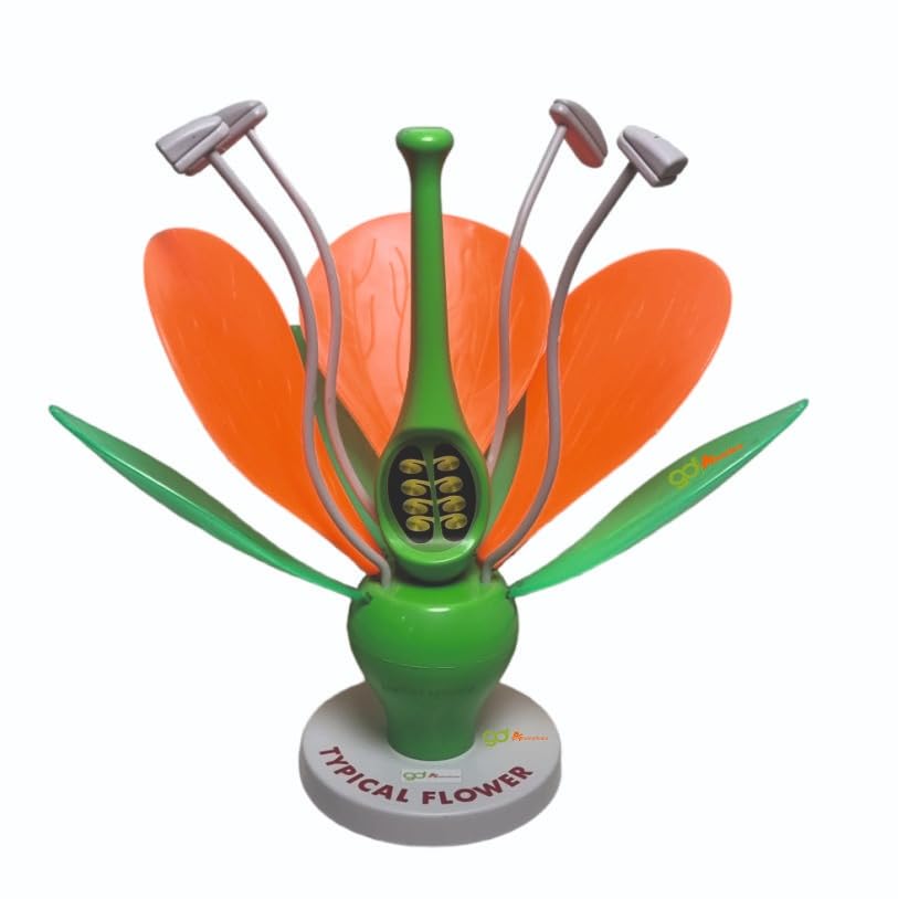 GD ANATOMICALS ® Typical Flower Multi Color 3D Teaching Hands-On Tools for Students and Teachers - 3D Typical Flower (B0CW3JVM69) Amazon Price History, Amazon Price Tracker