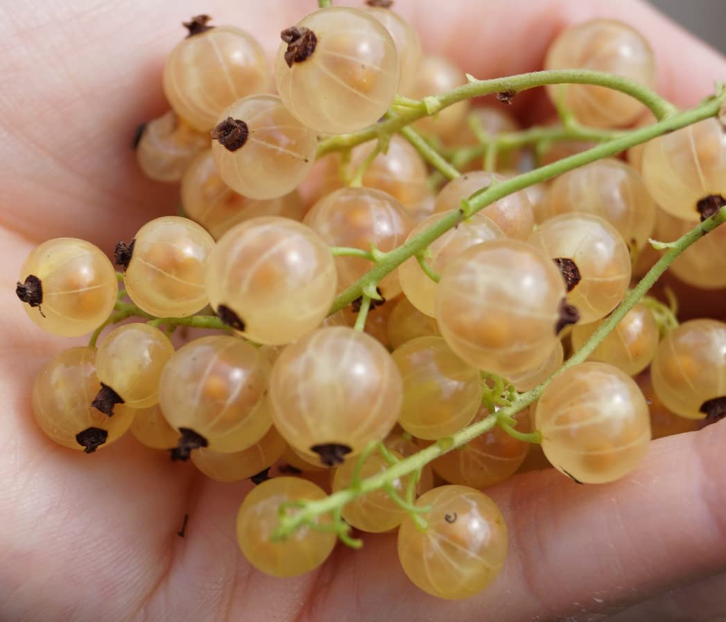 Ribes bianco frutti di bosco pianta in vaso ø18 cm Vivaio di Castelletto