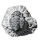 Kaltner Präsente Geschenkidee - Versteinerte Urzeit Fossilien: Fossilie Trilobiten Trilobit Gerastos aus Marokko/Lehrmaterialien Fossilien (Ø 5 cm)