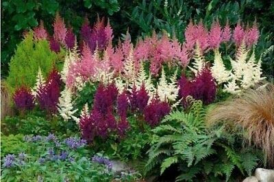thronesfarm 50 White Pink Purple Astilbe Bunter Shade Perennial Flower Chinensis