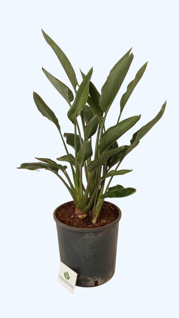 Strelitzia Reginae, Uccello del Paradiso, Pianta ornamentale da esterno prodotta da Vivai del Sole vaso diametro cm 26