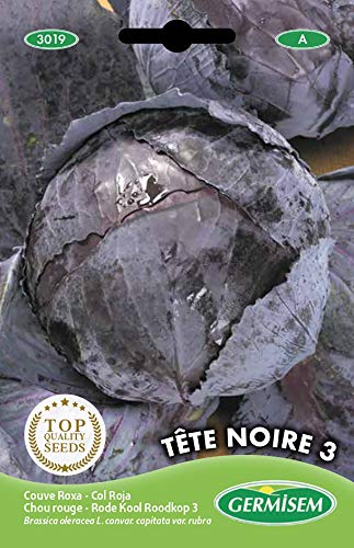 Germisem graines Chou rouge TÊTE NOIRE 3