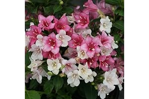 Florida 'Czechmate Trilogy' Weigela Shrubs: A Symphony of Pink, White, and Red