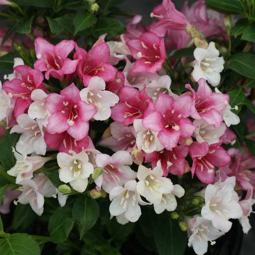 Live Plant from Green Promise Farms Florida 'Czechmate Trilogy' (Weigela) Shrub, 3-Size Container, Pink-White-red Flowers