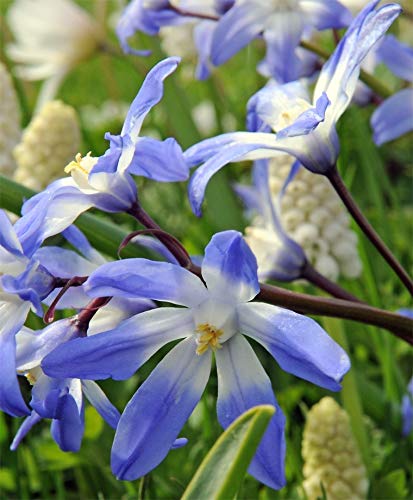 See full amazon price history chart for Plantogallery® Flower Bulbs | Spacial Winter Season Flower Bulbs (Pack of 10 Bulbs Chinodoxia Blue) Plantogallery® Flower Bulbs | Spacial Winter Season Flower Bulbs (Pack of 10 Bulbs Chinodoxia Blue) (B08P5WRJ11) Amazon Price History, Amazon Price Tracker