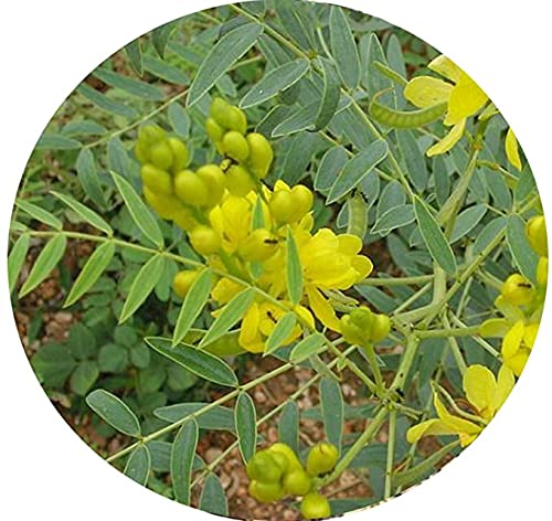 Valli Organics® Nilavarai Powder 100gm