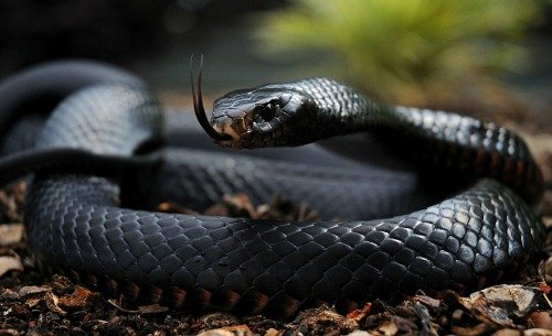 【未開封】 BLACK MAMBA AOI AM-01 BLACK MANBA ConversationPrints BLACK MAMBA SNAKE GLOSSY POSTER PICTURE PHOTO