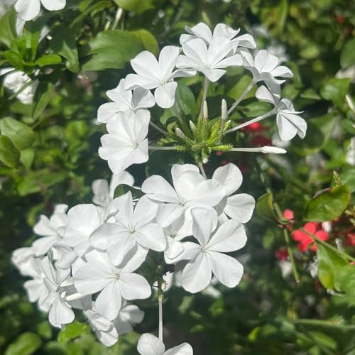semi perenni di plumbago - plumbago auriculata - giardino, piombaggine tappezzante perenne resistente ornamentali decorazione semi 100pcs